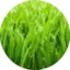 Grassbladington avatar