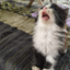 cat_meawmoew avatar