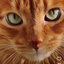 Rigiycot_games avatar