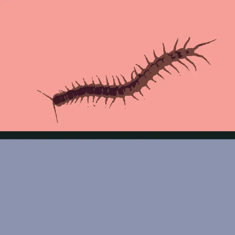 This centipede is a dangerous insect!!!! by @Satori2026