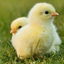 Yellow_special_chicken avatar