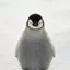 penguin_rexchannel948 avatar
