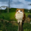 dannie_vn avatar