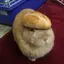 bread-Studios avatar