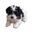 Paula7 avatar