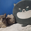 lovscat avatar