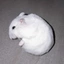 ActualQuadness avatar