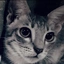 fadlyrizharamo avatar