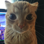 unrealCat avatar