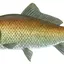 MFG123 avatar