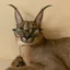floppa_smart avatar