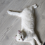 catlover1725 avatar