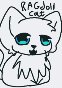Ragdoll ragdoll cat
