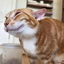 HUHcat_ avatar