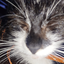 flipper_ooh avatar