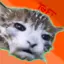 TheCatLB avatar