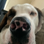 Austsauce avatar
