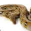 reticulatedphyton avatar
