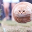 blafcat avatar