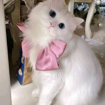 @aliencat12