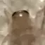 kirboman avatar