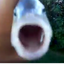 killerfish avatar