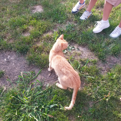 @i_like_cats_sm