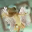 weezard avatar