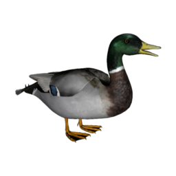 @Mallard-duck