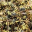 980000_wasps avatar