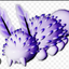 deep-sea-bunny avatar
