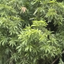i_liketrees avatar