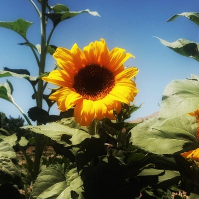 @sunflower_fan_2026turk
