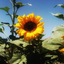 sunflower_fan_2026turk avatar