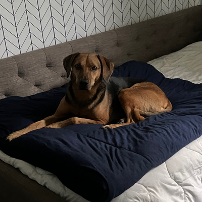 @DoggoFinn