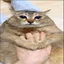 pisya228 avatar