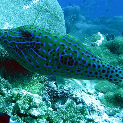 @Scrawled_Filefish