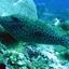 Scrawled_Filefish avatar