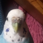 Papuga avatar