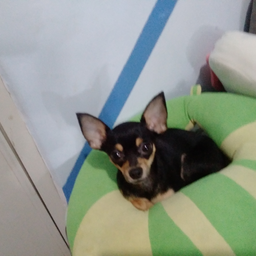@Waffle07