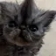 biel_the_cat avatar