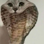 cobra_cat avatar