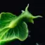 Poguro avatar
