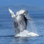 WhaleFanplsPlay avatar