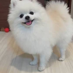 @Heitorchannelpendulum