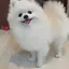 Heitorchannelpendulum avatar