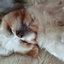 Missy_and_Milo-OFFICIAL avatar