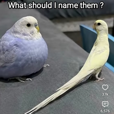@yippe12
