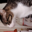 maxpatcat2 avatar