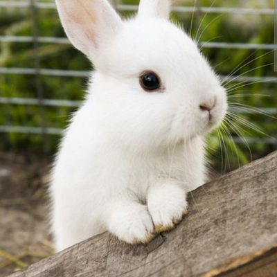 @sew_Of_rabbit
